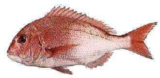 趣味の釣り 趣味の釣り