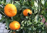 自宅栽培の果樹 自宅栽培の果樹