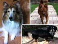 我が家の愛犬達 我が家の愛犬達